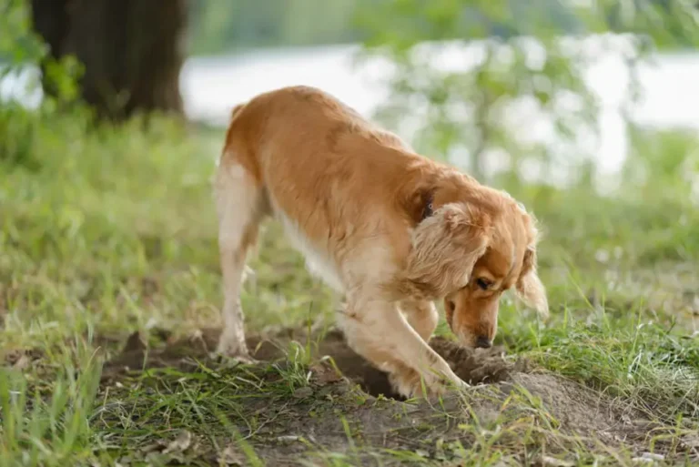 Why Do Dogs Dig Holes in Your Backyard?