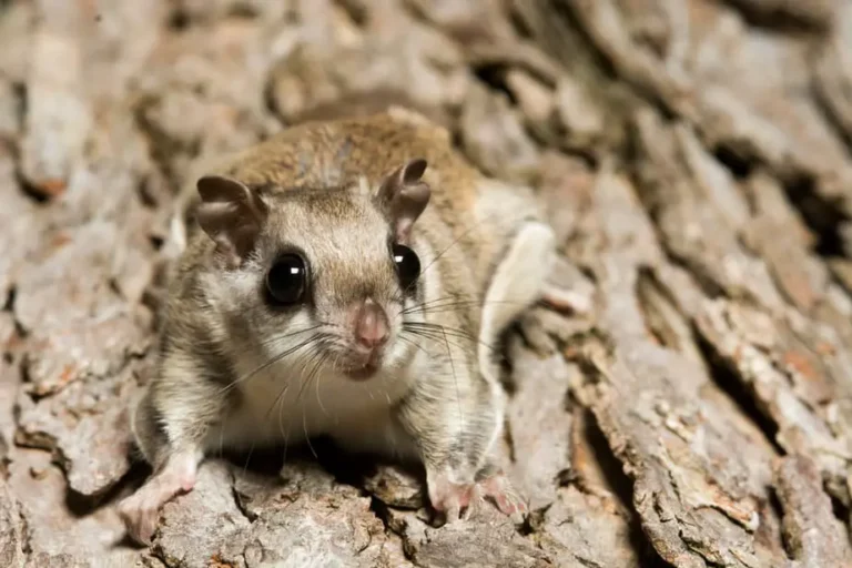 How to Attract Flying Squirrels to Your Backyard