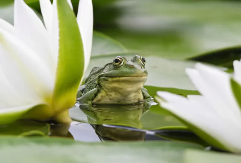 How To Get Rid Of Noisy Frogs From Your Backyard