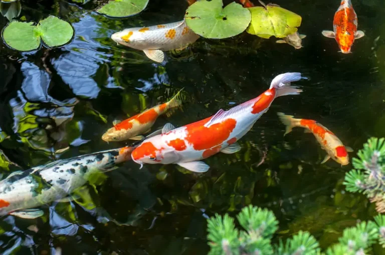 How to Build a Koi Pond in Your Backyard