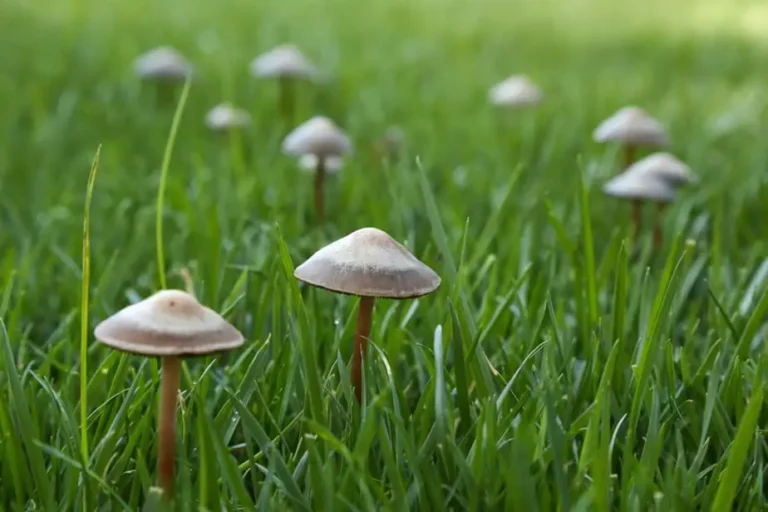 Are Backyard Mushrooms Toxic to Dogs?