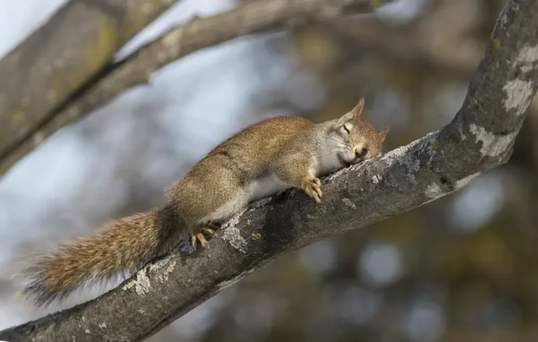 Where Do Squirrels Sleep? Wildlife Guide!