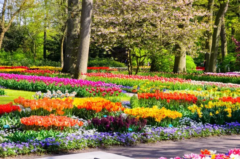 How to Landscape Around Trees for a Functional Yard